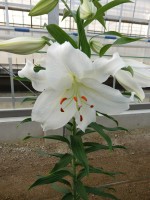 [5277 Crystal Blanca WF No02.JPG]